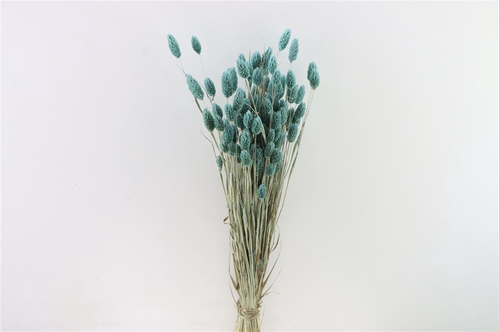 Dried Phalaris X5 Frosted L Blue Bunch