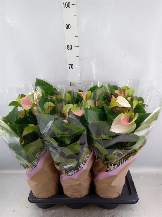 <h4>Anthurium andr. 'Fantasy Love'</h4>