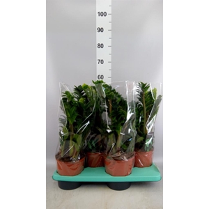 Zamioculcas zamiifolia 'Zenzi'