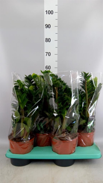 <h4>Zamioculcas zamiifolia 'Zenzi'</h4>