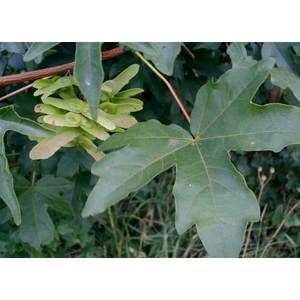 Acer platanoides