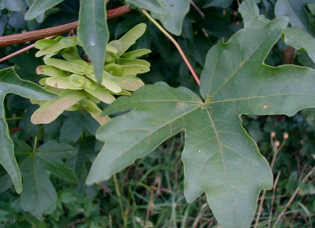<h4>Acer negundo 'Variegatum'</h4>