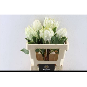PROTEA CY FULL MOON