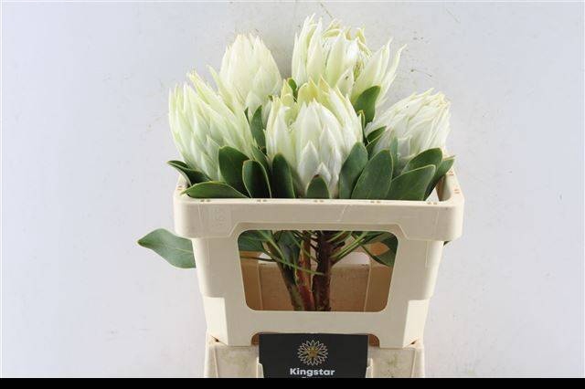 <h4>PROTEA CY FULL MOON</h4>