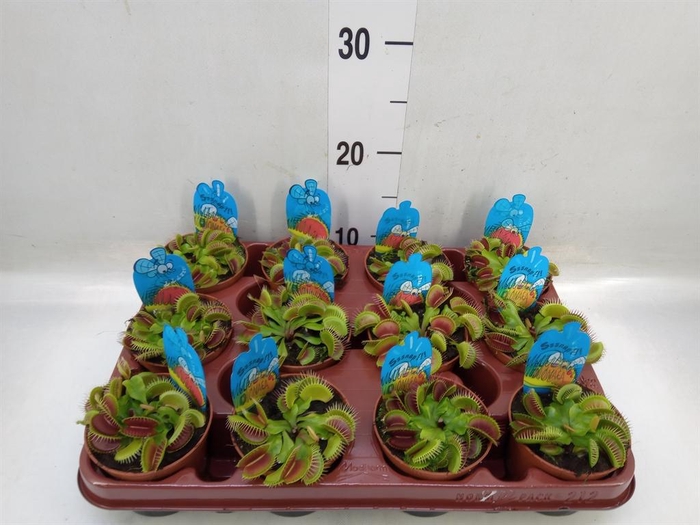 <h4>Dionaea muscipula</h4>