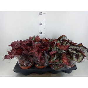 Begonia BD rex   ...mix