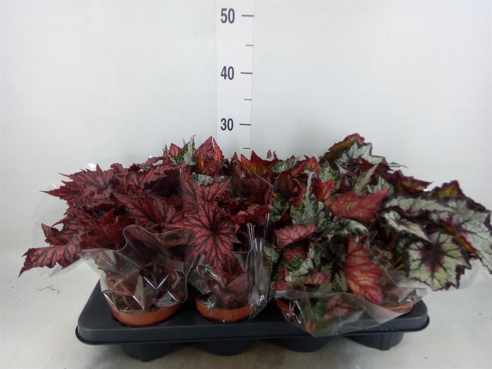 <h4>Begonia BD rex ...mix</h4>