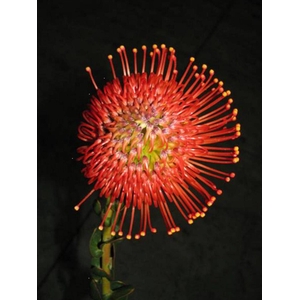 Leucospermum Emily Red