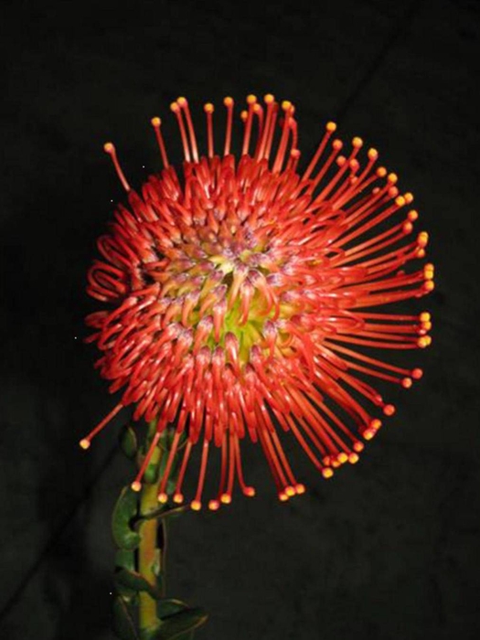 <h4>Leucospermum Emily Red</h4>
