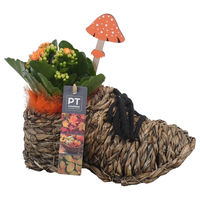 <h4>Arr.   Planten L%</h4>