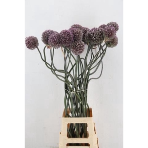 ALLIUM SPAGHETTI