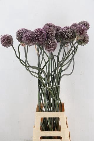 <h4>ALLIUM SPAGHETTI</h4>