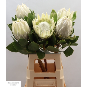 Protea cynaroides Ayoba Arctic Ice