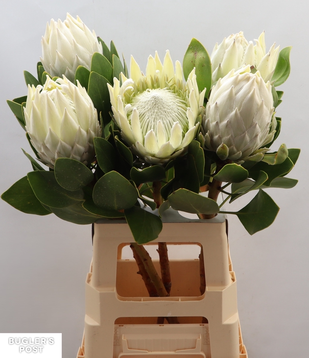 <h4>Protea cynaroides Ayoba Arctic Ice</h4>