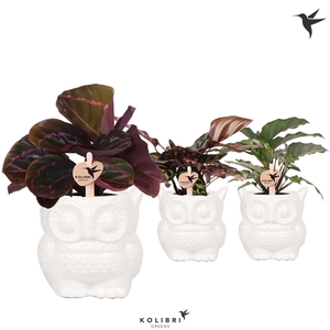 Kolibri Greens Calathea mix in Owl pot white