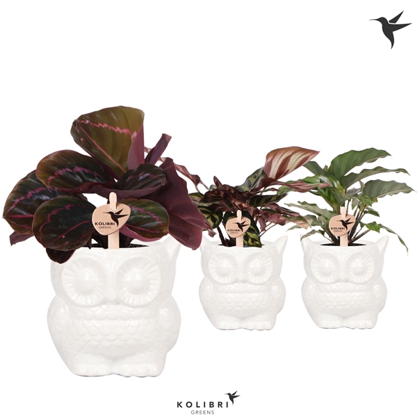 <h4>Kolibri Greens Calathea mix in Owl pot white</h4>