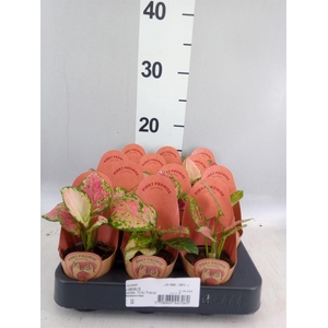 Aglaonema   ...