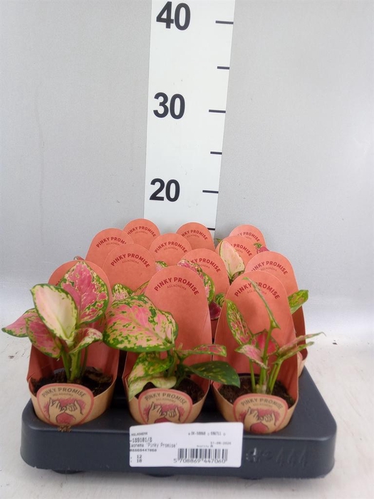<h4>Aglaonema ...</h4>