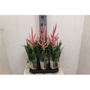 Tillandsia 'Dolce'