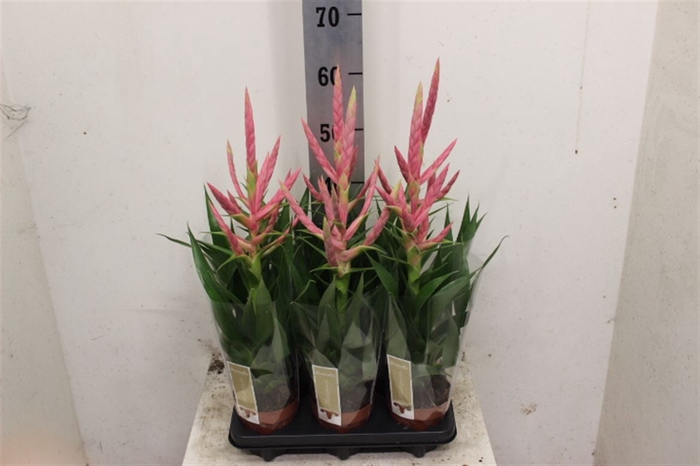 <h4>Tillandsia 'Dolce'</h4>