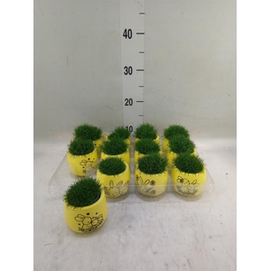 Arr.   Kamerplant Groen L%