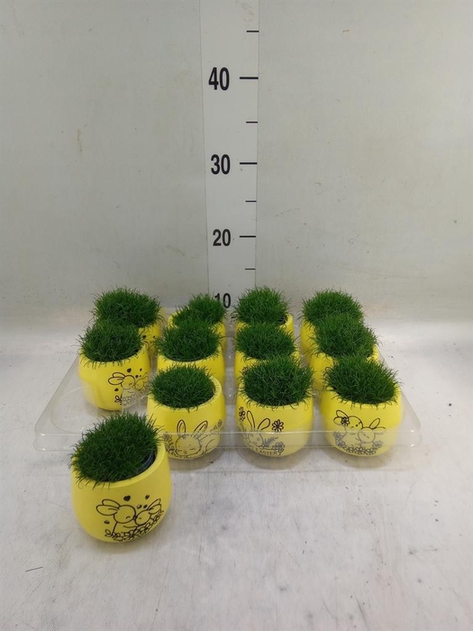 <h4>Arr. Kamerplant Groen L%</h4>