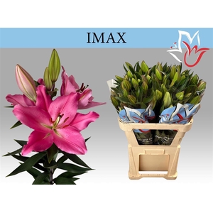 Li Or Imax 5+