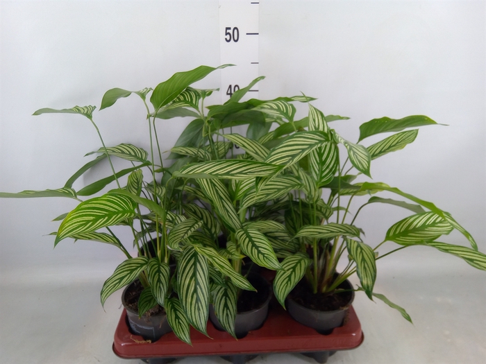 <h4>Calathea   ...</h4>