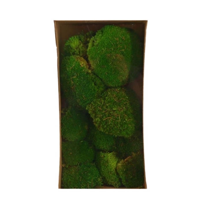 Preserved Mos 7-15cm x10