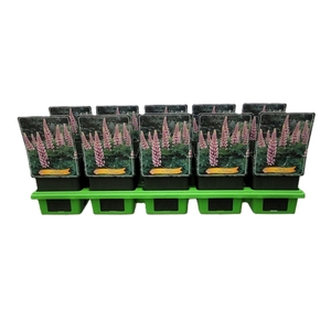 Lupinus The Chatelaine