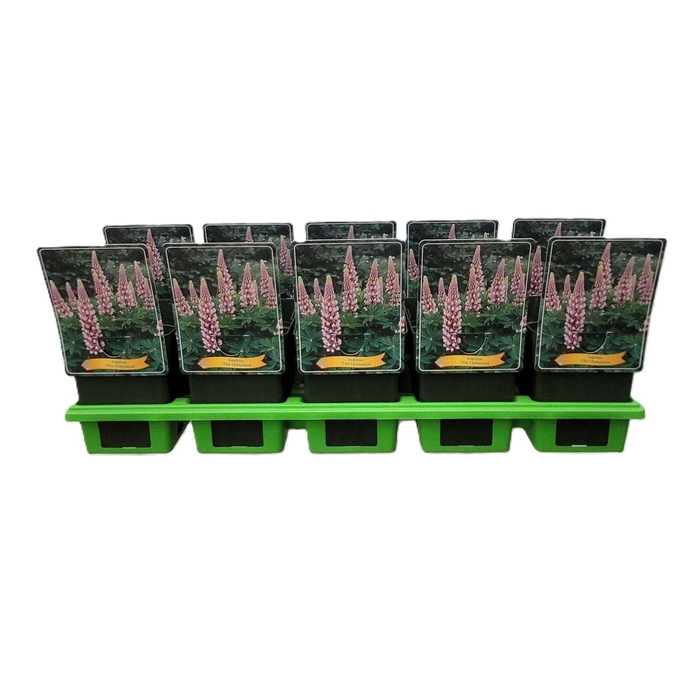 <h4>Lupinus The Chatelaine</h4>