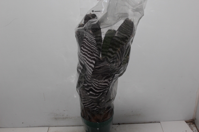 AECHMEA CHANTINI BLACK P17