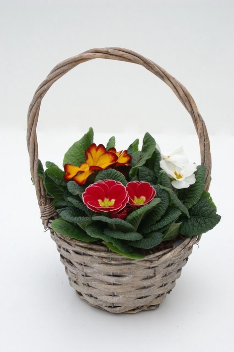 <h4>Primula Hengselmand</h4>