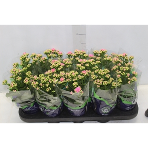 KALANCHOE DOBRADO P11 ROSA