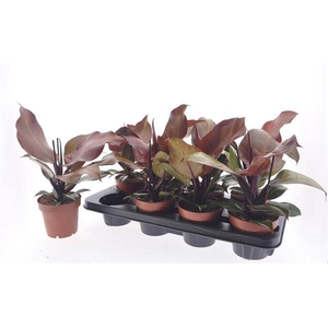 Philodendron Sunlight 12Ø 30cm