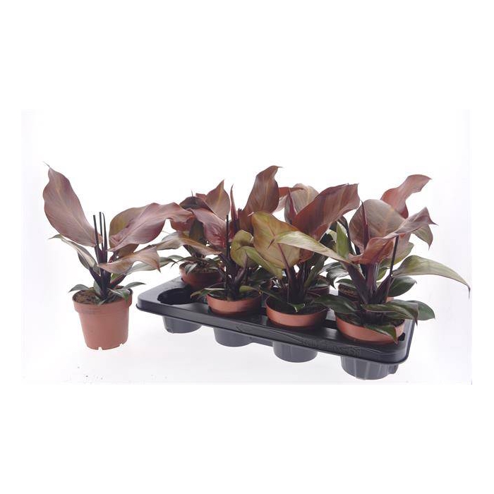 <h4>Philodendron Sunlight 12Ø 30cm</h4>