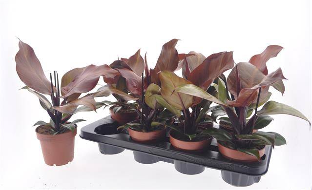 Philodendron Sunlight 12Ø 30cm