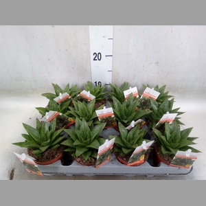 Gasteria