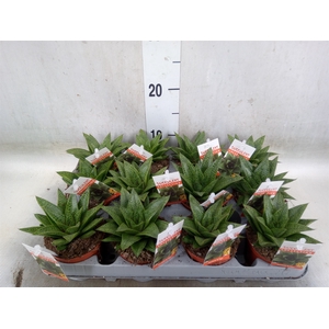 Gasteria