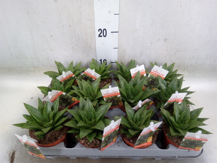 <h4>Gasteria</h4>