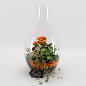 BACR-2505OR Basic fundamentals terrarium