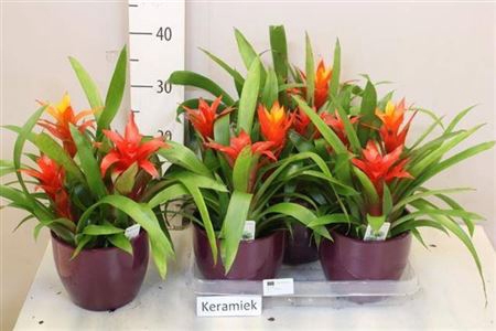 <h4>Bromelia Gem 3 Pp In Keramiek Pot</h4>