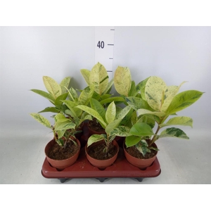 Ficus elastica   ...