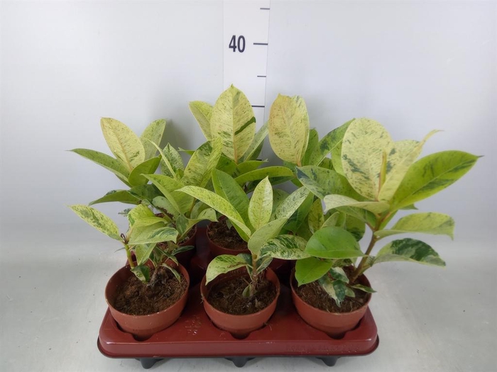 <h4>Ficus elastica   ...</h4>