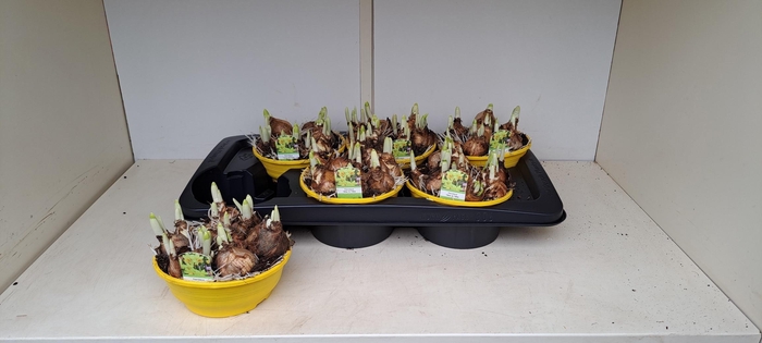 <h4>NARC O TETE A TETE</h4>