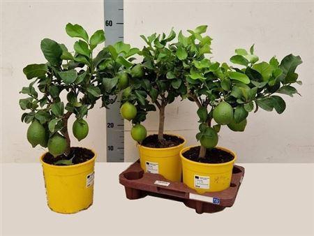 Citr Limon 3+