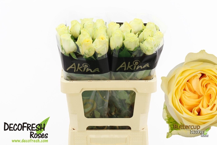 <h4>R Gr Buttercup</h4>