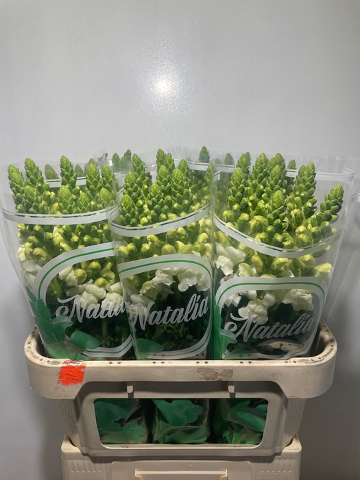 <h4>ANTIR ANTIBES WHITE</h4>