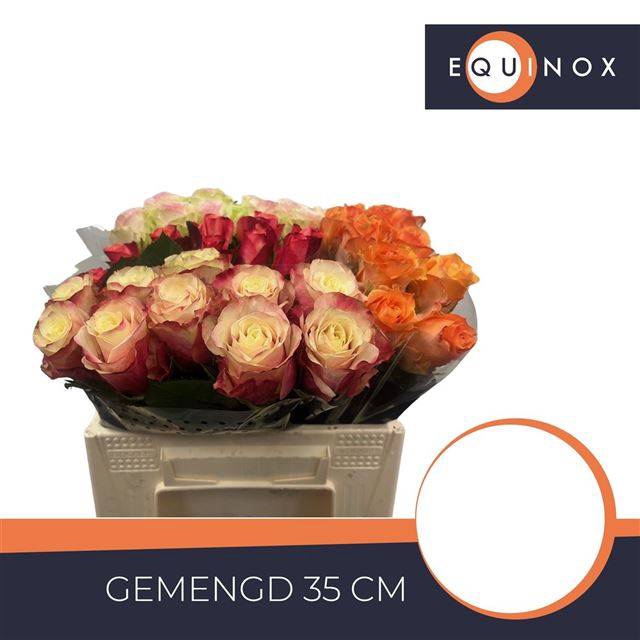 <h4>R GR GEM IN FUST</h4>