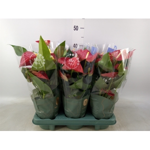 Anthurium andr. 'Karma Red'